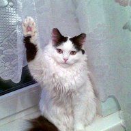 meowmeow333